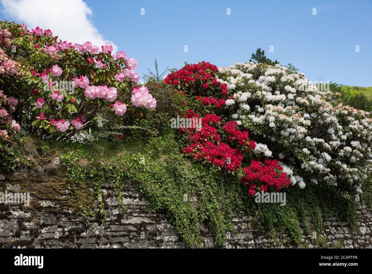 Oléander blanche, rouge et rose en pleine floraison, assise sur le mur de l'église à St. Neot, Cornwall, Royaume-Uni Banque D'Images