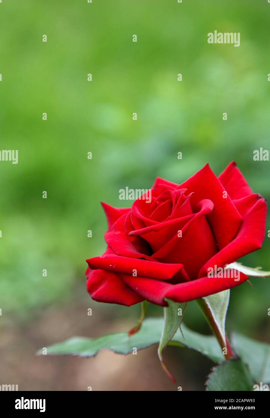 Rose rouge sur fond vert dans le jardin d'été Banque D'Images