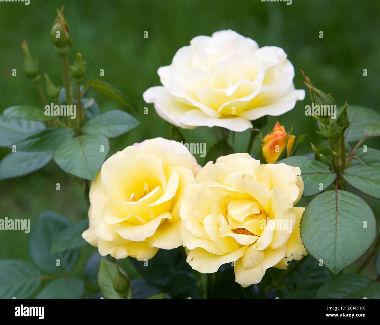 Roses et bourgeons jaunes en fleurs dans le jardin d'été Banque D'Images