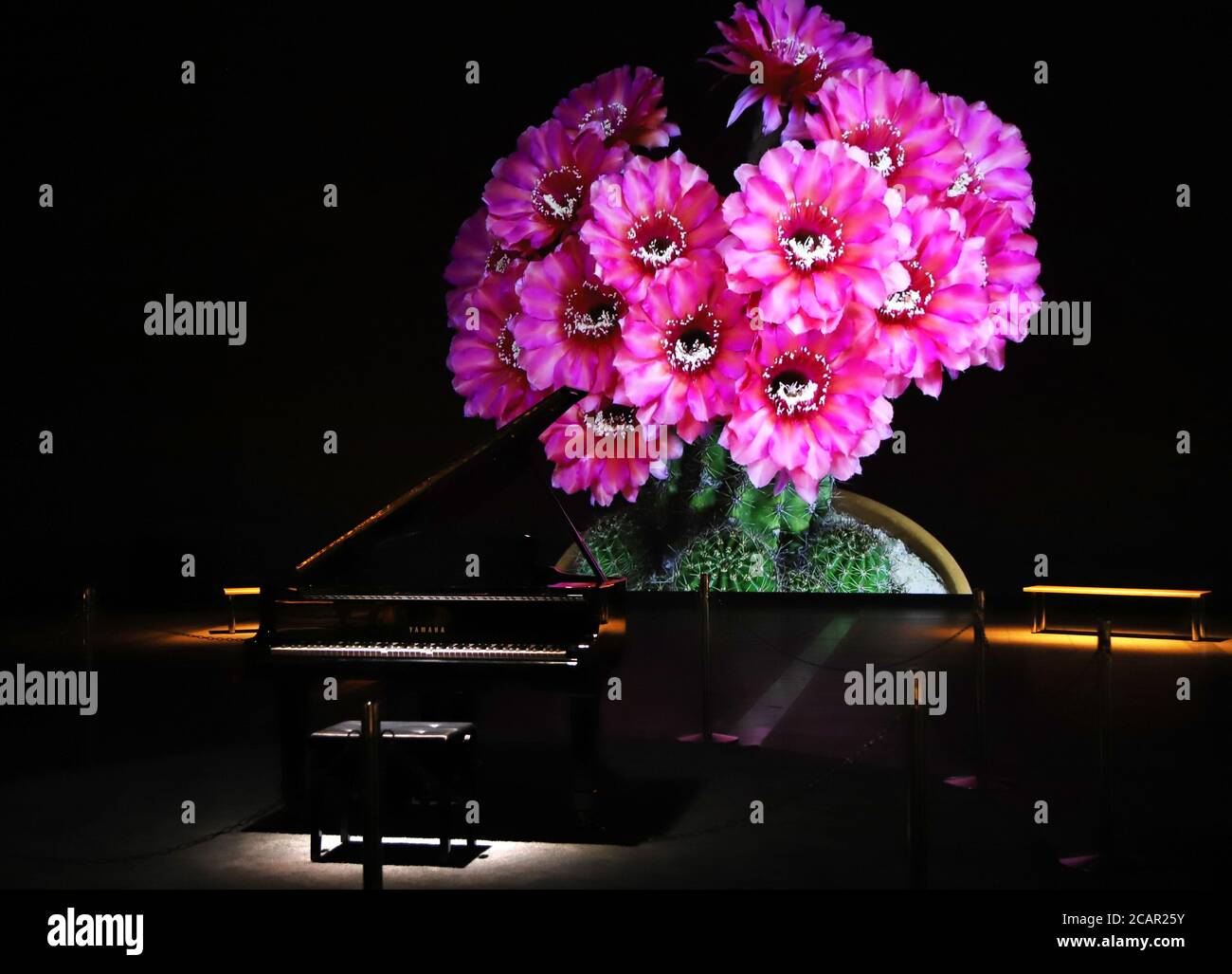 Tokyo, Japon. 8 août 2020. Une installation de l'autopiano avec de grandes images de projection de fleurs "UN jardin pour l'inspiration" commence au Musée national de la science émergente et de l'innovation ou Mirakan à Tokyo le samedi 8 août 2020. L'autopiano joue de la musique canadienne légendaire comme Glenn Gould, organisée par la technologie de l'intelligence artificielle (IA) développée par le géant japonais Yamaha tandis que les films de fond sont projetés de façon interactive. Credit: Yoshio Tsunoda/AFLO/Alay Live News Banque D'Images