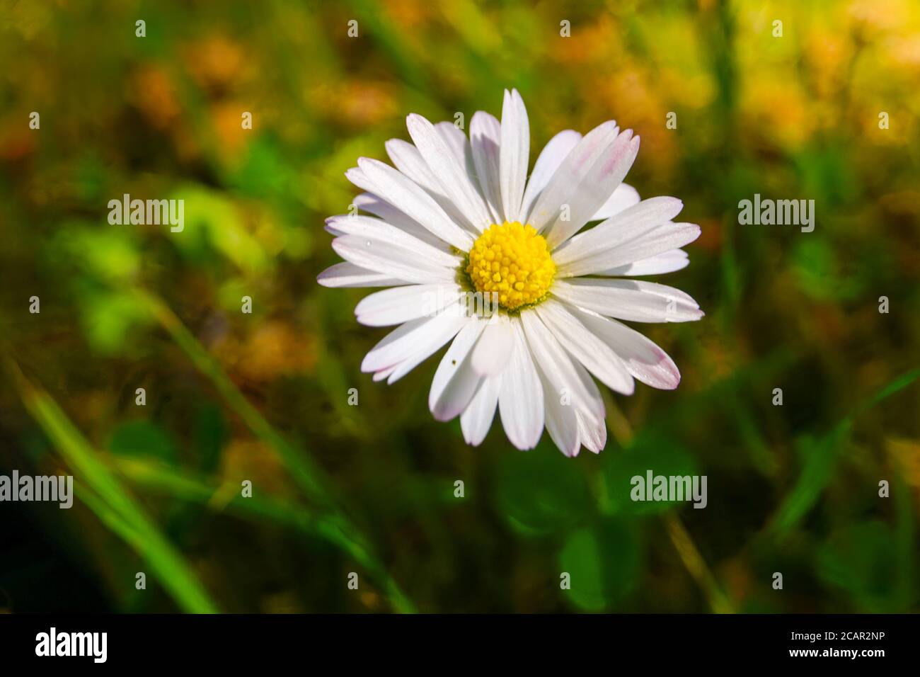Fleur de Marguerite Banque D'Images