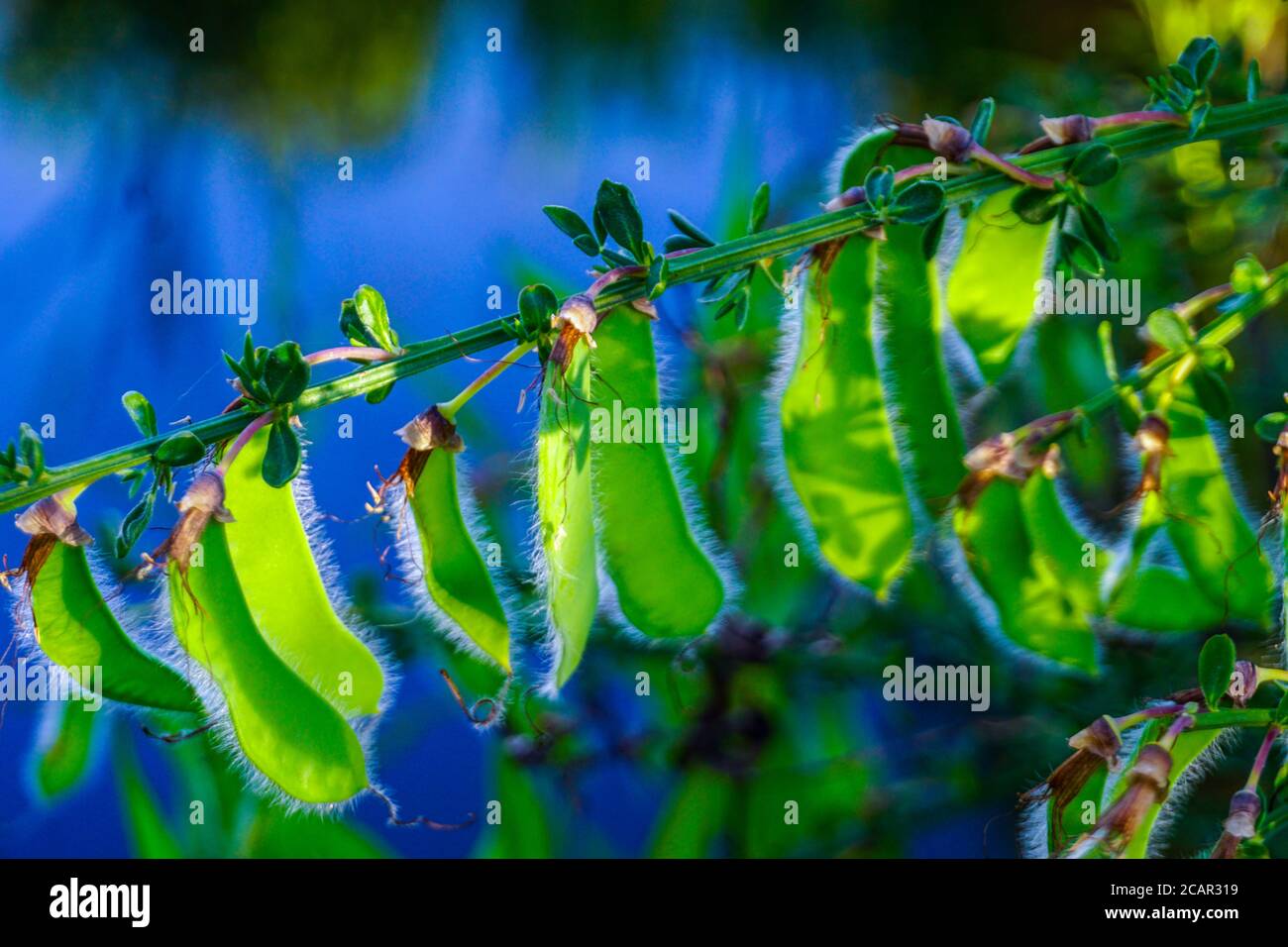 Broom Seeds avec fond d'eau Banque D'Images