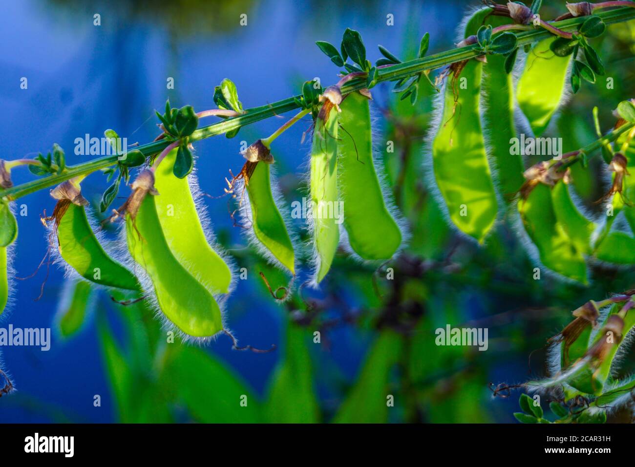 Gorse Seeds avec fond d'eau Banque D'Images