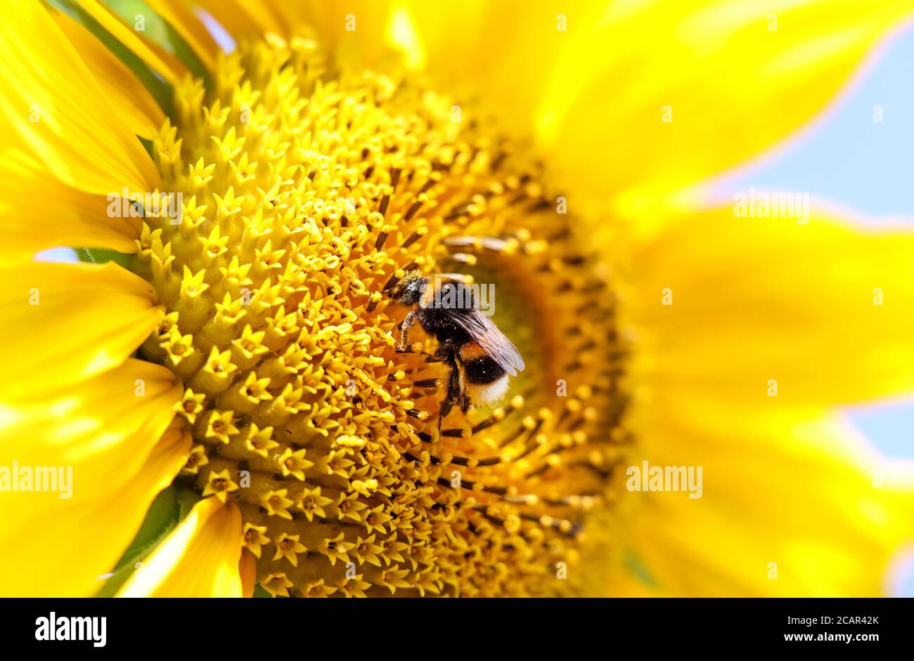 Bumblebee sur un tournesol au Royaume-Uni lors d'une chaude journée d'été Banque D'Images