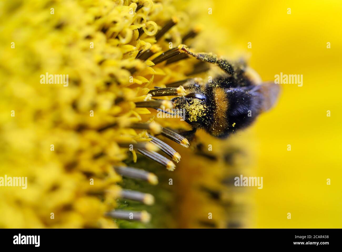Bumblebee sur un tournesol au Royaume-Uni lors d'une chaude journée d'été Banque D'Images