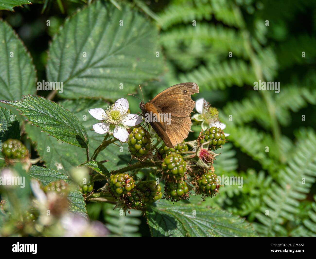 Le papillon brun de prairie, Maniola jurtina, s'est installé sur une ruée sauvage Banque D'Images