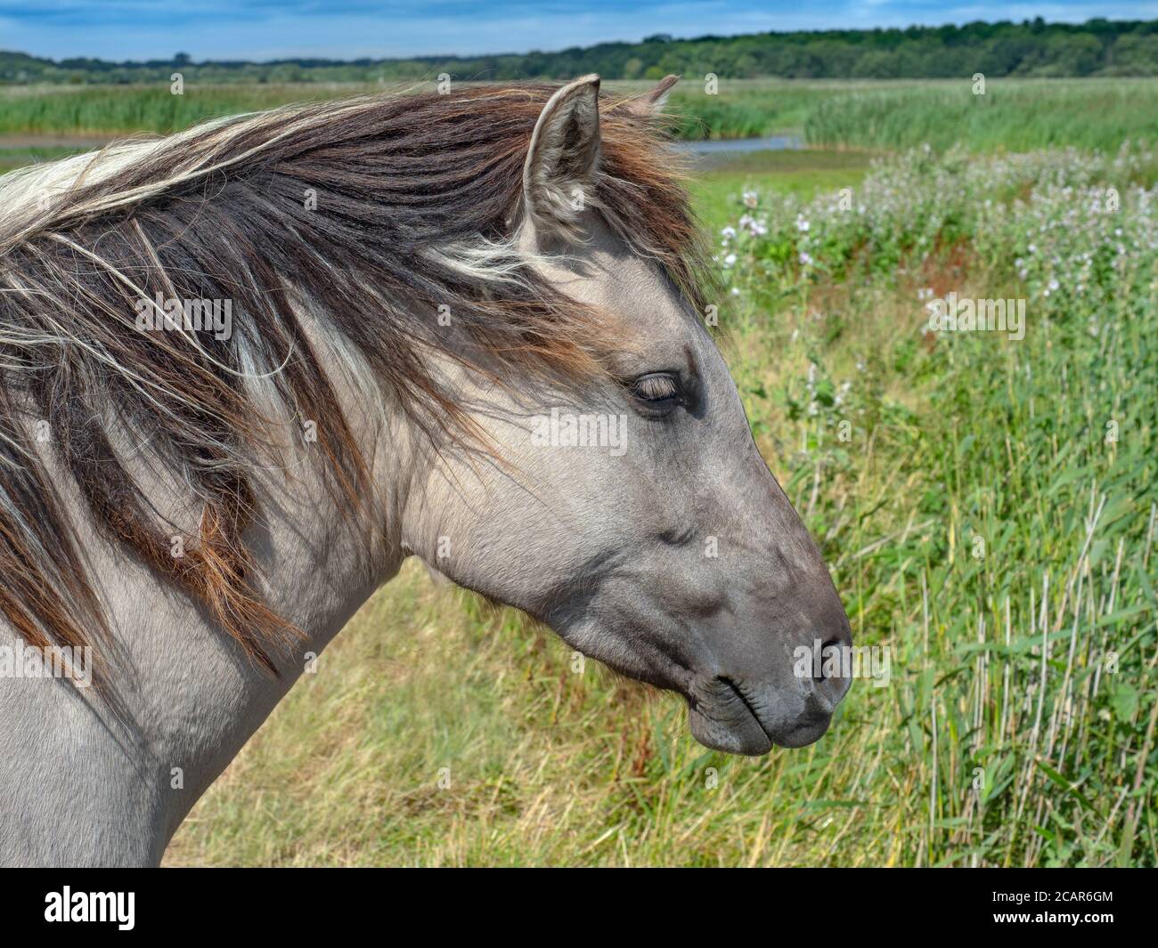 Konik ponies Equus ferus caballus Minsmere Suffolk Banque D'Images