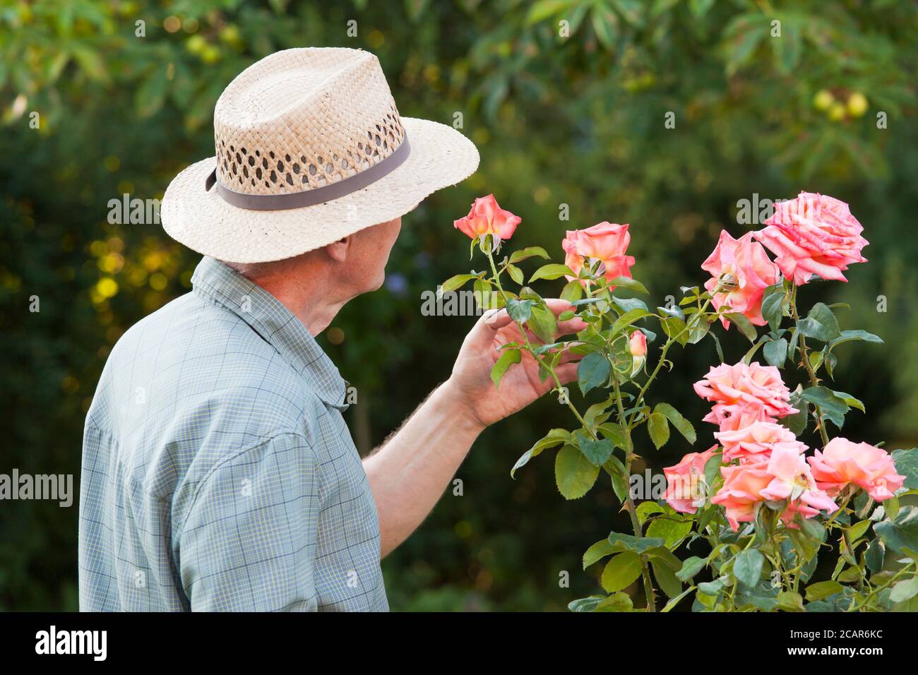 Homme mature ou jardinier regardant une rose dans jardin - accent sélectif sur la rose et la tête Banque D'Images