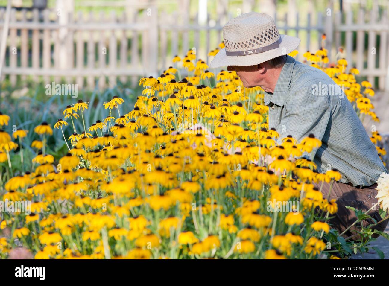 Jardinier senior regardant des fleurs jaunes dans un lit à fleurs un jardin dans la lumière du matin - se concentrer sur le chef de l'homme Banque D'Images