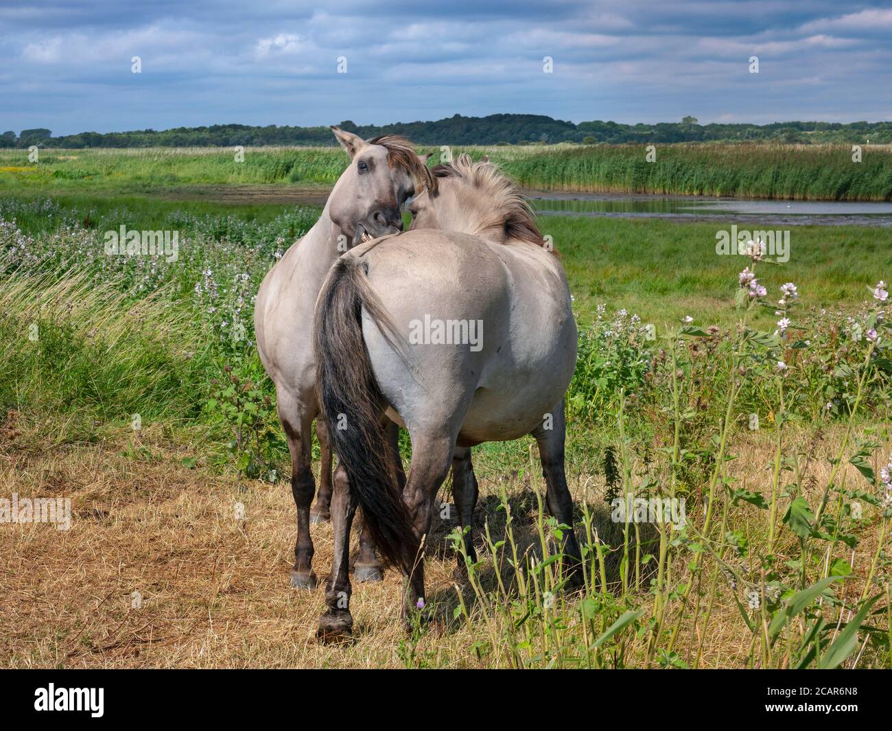 Konik ponies Equus ferus caballus Minsmere Suffolk Banque D'Images