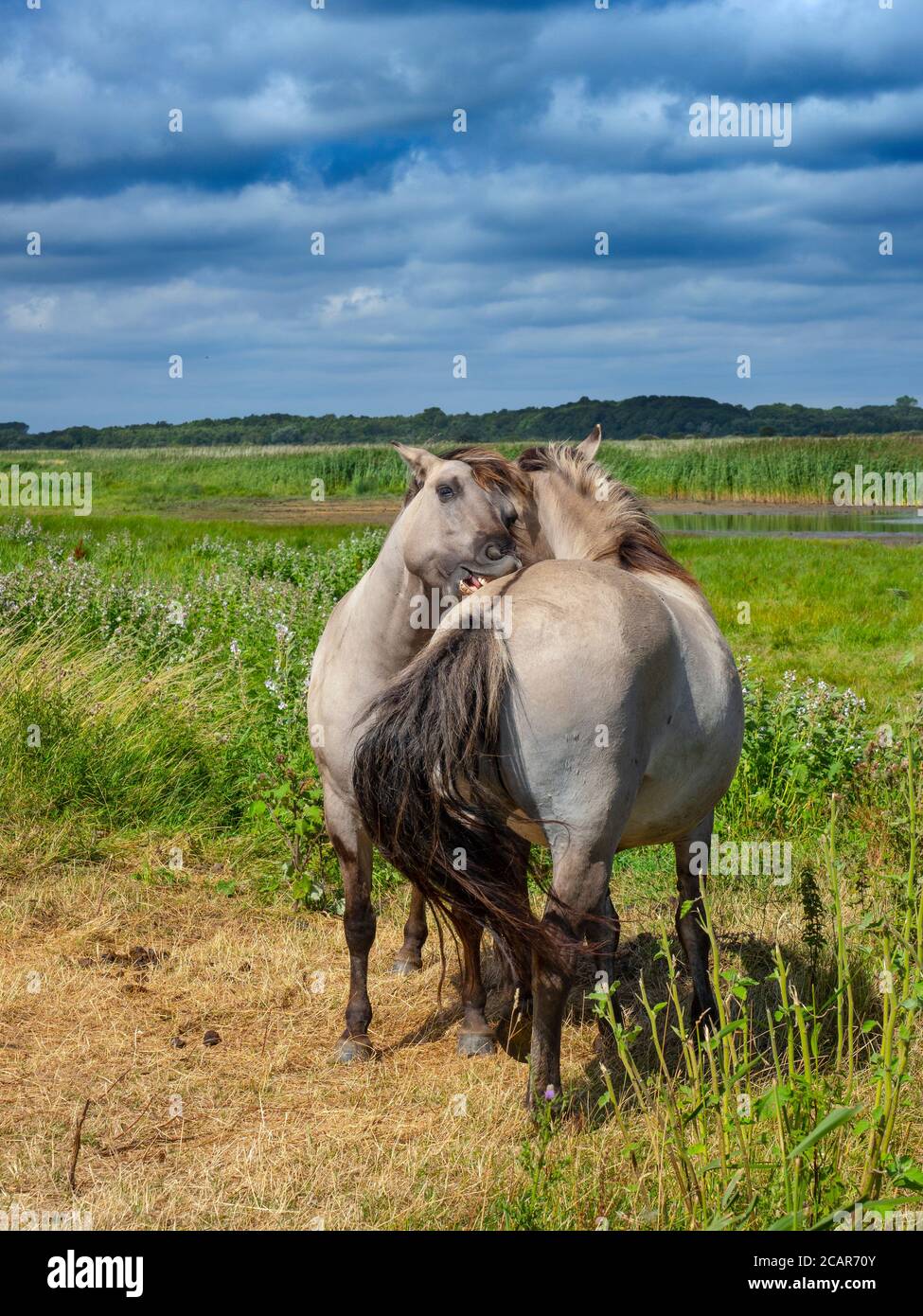 Konik ponies Equus ferus caballus Minsmere Suffolk Banque D'Images