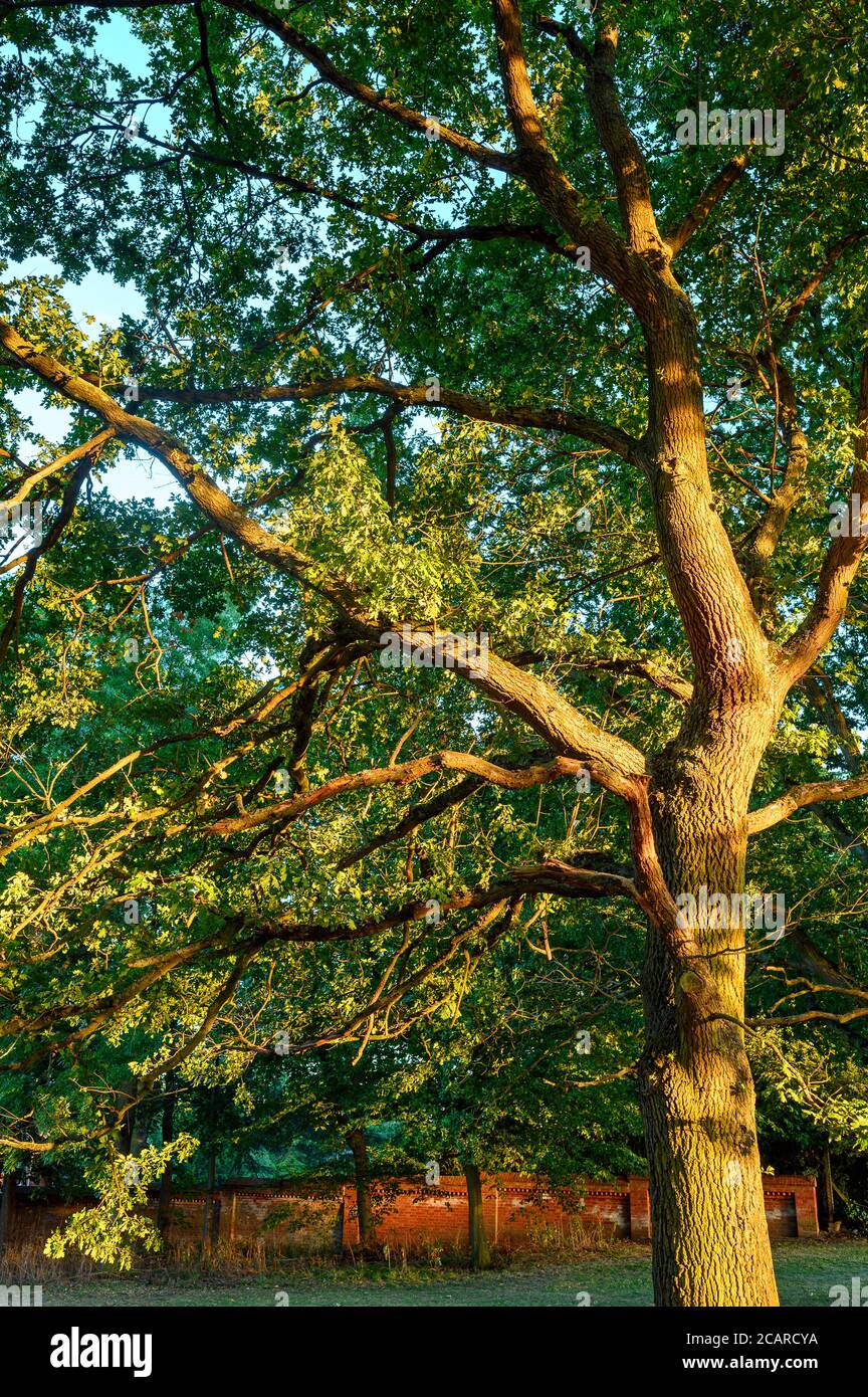 Chêne à Harvington Park, Beckenham, Kent. Ce majestueux chêne est vu dans une lumière dorée au coucher du soleil avec un mur de briques rouges derrière. Chêne dans un parc. Banque D'Images