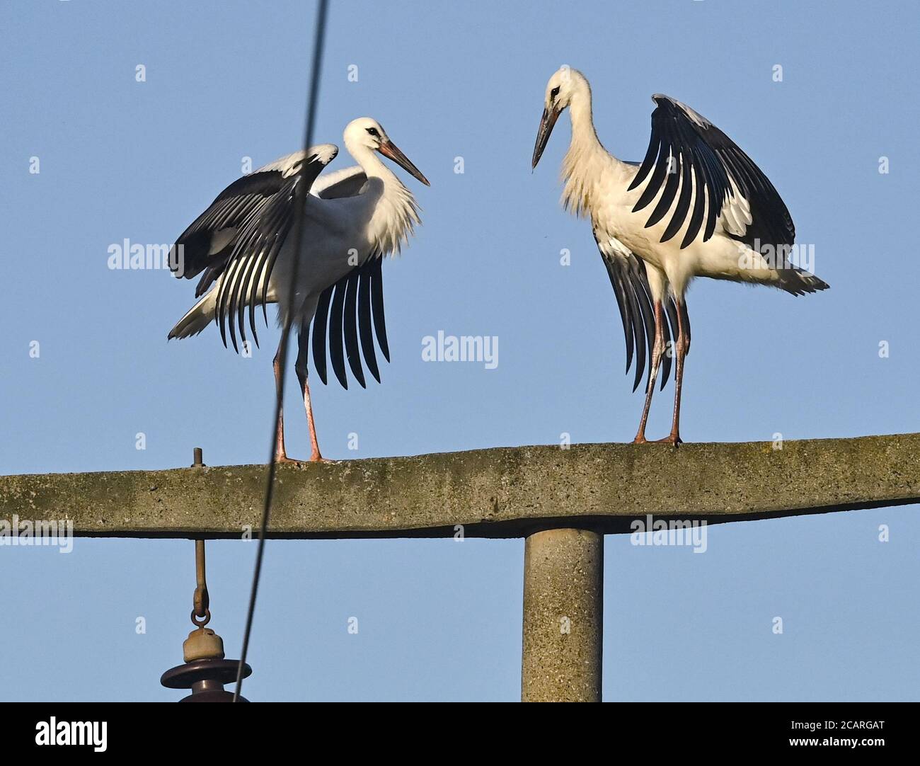 Reitwein, Allemagne. 06e août 2020. Deux cironies blanches (Ciconia ciconia) se tiennent sur un poteau de puissance. Credit: Patrick Pleul/dpa-Zentralbild/ZB/dpa/Alay Live News Banque D'Images