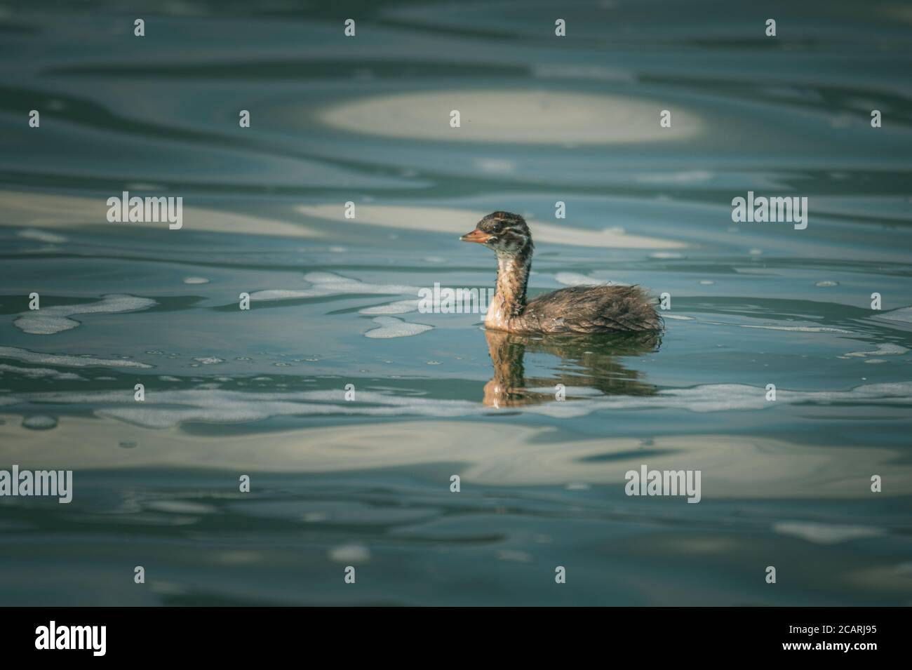 Canards sur l'île d'Agios Achillios, dans les lacs de Prespa, Grèce Banque D'Images