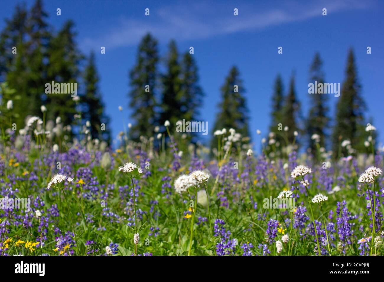 Variété de fleurs sauvages colorées et lumineuses des prairies alpines fleurissent dans l'herbe verte entourant le lac Tipsoo sur le sentier de randonnée de Naches Peak à Chinook Pass. Banque D'Images