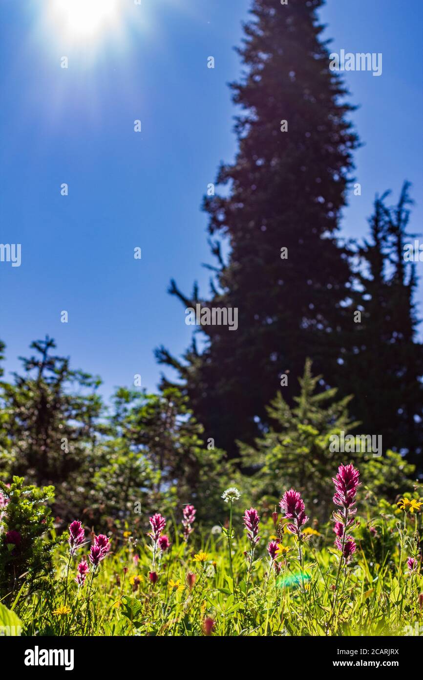 Les fleurs de Pinceau magenta poussent dans les prairies alpines du parc national du Mont Rainier au printemps. Banque D'Images