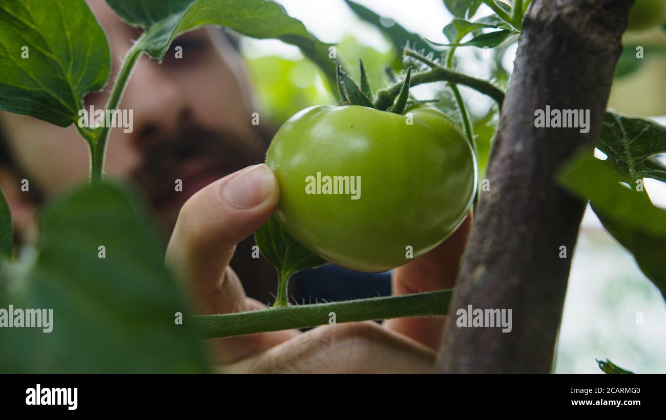 Jeune homme hippster long chignon vérifie vert cru tomates dans le jardin en gros plan Banque D'Images