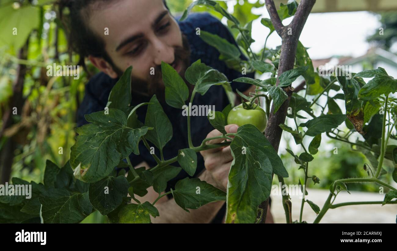 Jeune homme hippster long chignon vérifie vert cru tomates dans le jardin Banque D'Images