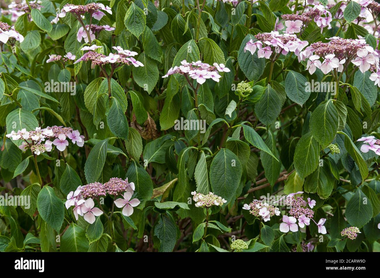 Manque excessif de chaleur et d'eau, Hydrangea aspera plante réduit la perte d'eau par l'évocation, la transpiration, laissant les feuilles flétrissent auto-préservation, craie Banque D'Images