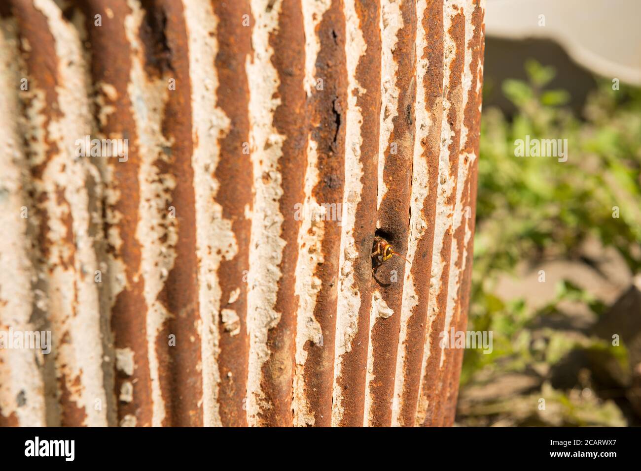 hornet européen, Vespa crabro, émergeant d'un trou de nid aidant à maintenir l'équilibre naturel des autres invertébrés étant un prédateur d'insectes Banque D'Images