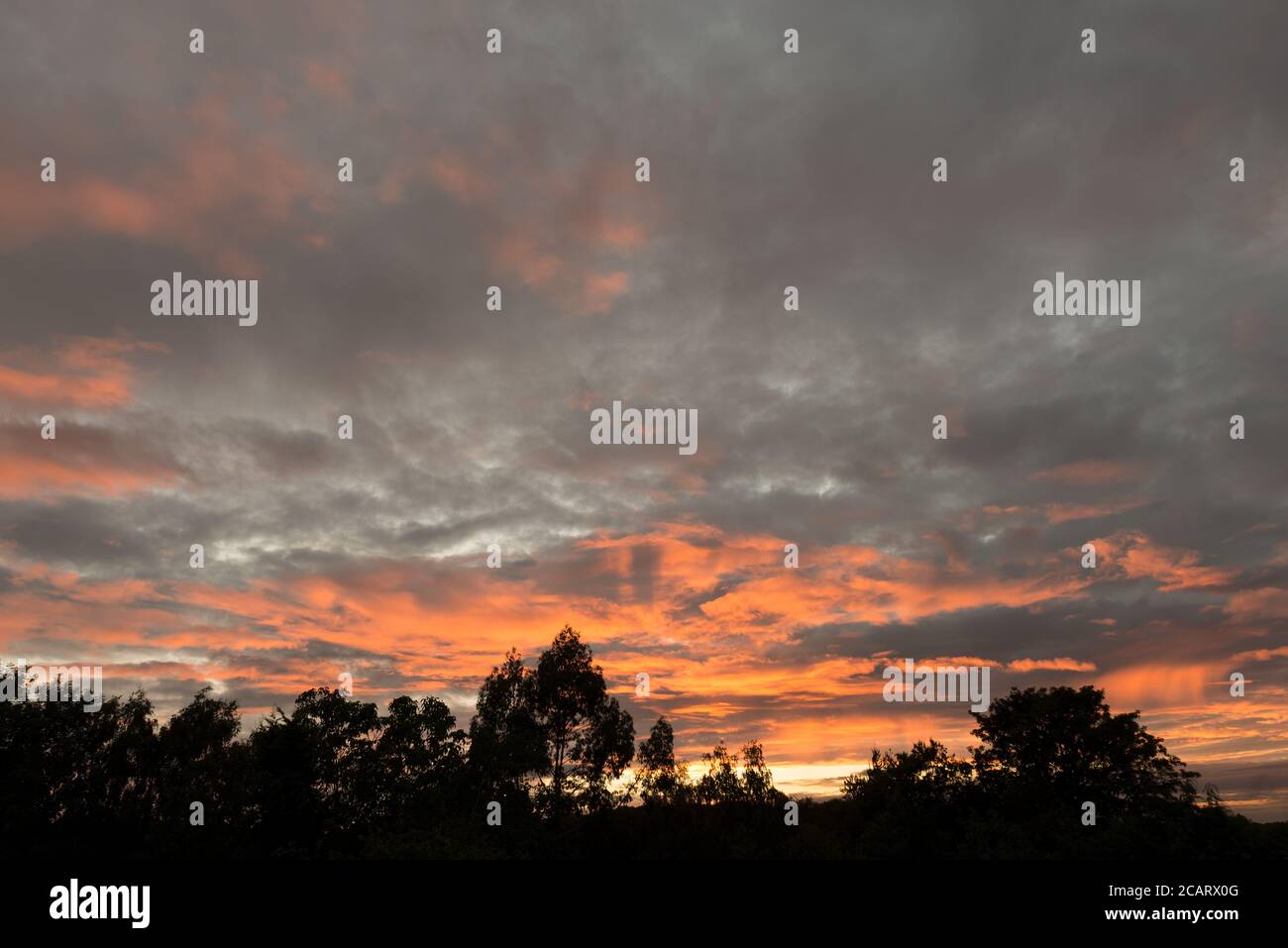 Magnifique orange coucher de soleil inférieur strato cumulos couche de pluie contre et sous les nuages gris altostratus plus élevés et l'horizon de la ligne d'arbre Banque D'Images