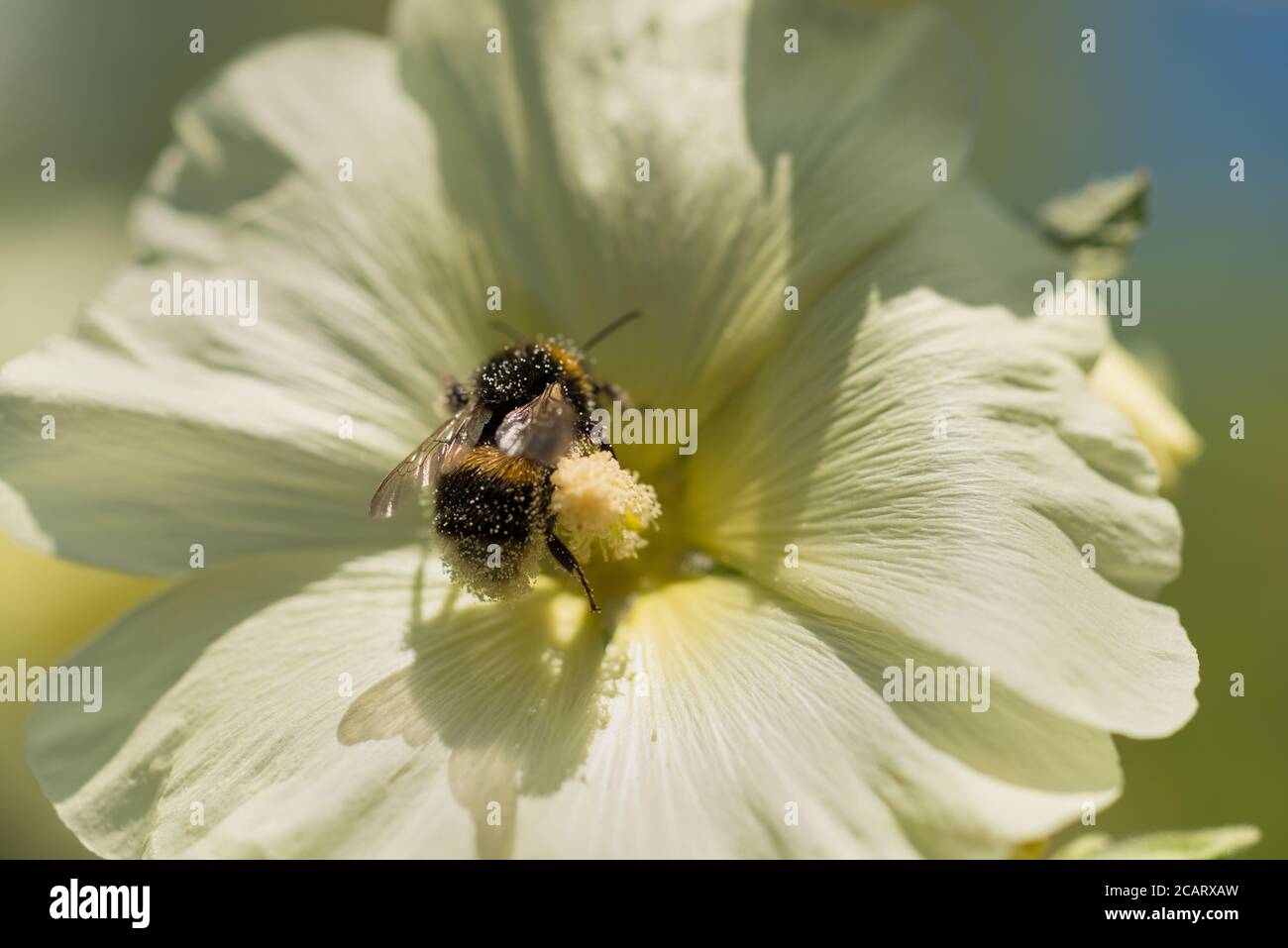 Nourrissant la frénésie sur Alcea rosea Hollyhock que les abeilles bourdes se nourrissent sur le nectar étant complètement couvert dans le pollen facilitant la pollinisation dans été Banque D'Images