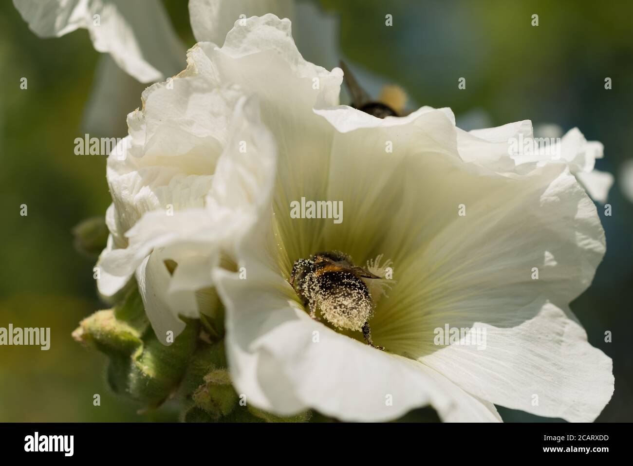 Nourrissant la frénésie sur Alcea rosea Hollyhock que les abeilles bourdes se nourrissent sur le nectar étant complètement couvert dans le pollen facilitant la pollinisation dans été Banque D'Images