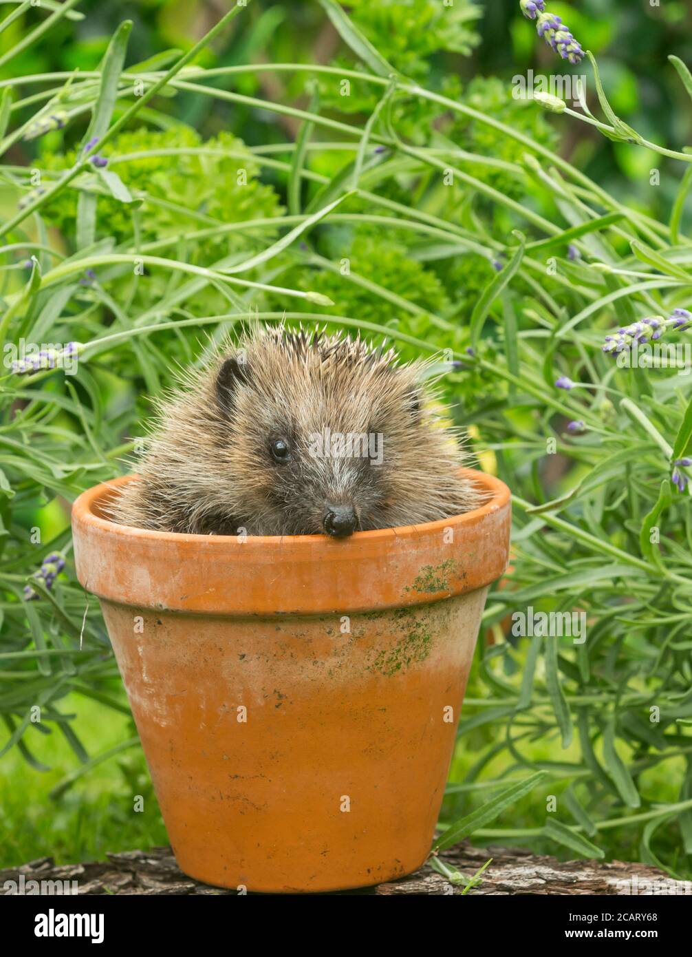 Herisson En Terre Cuite Banque D Image Et Photos Alamy