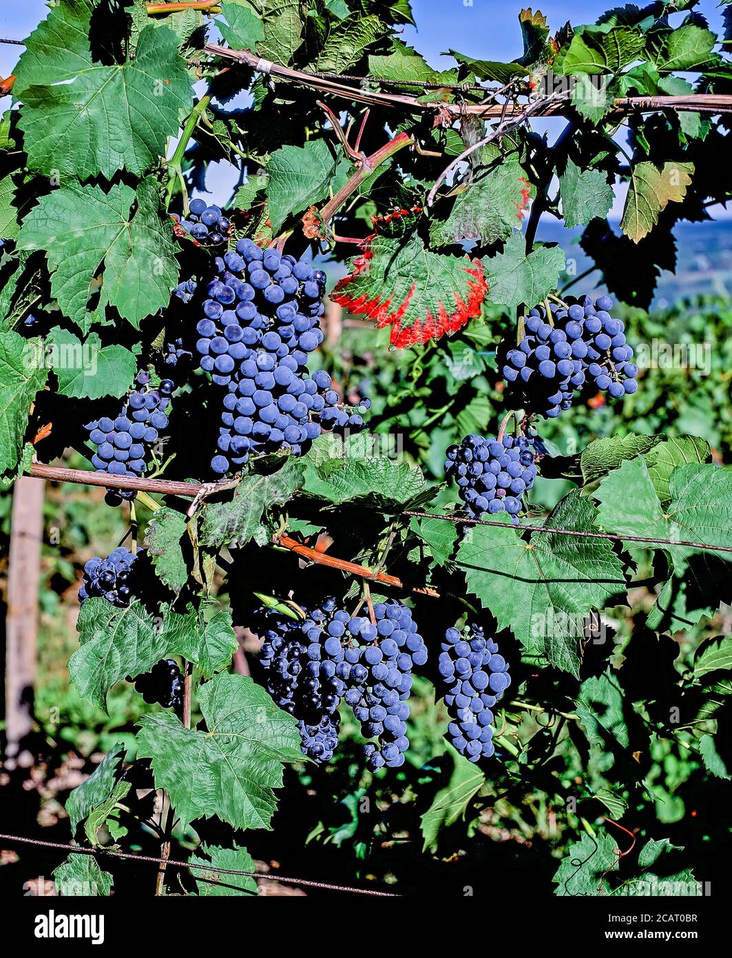 Raisins prêts à cueillir dans le vignoble au doigt Région des lacs de l'État de New York aux États-Unis Banque D'Images
