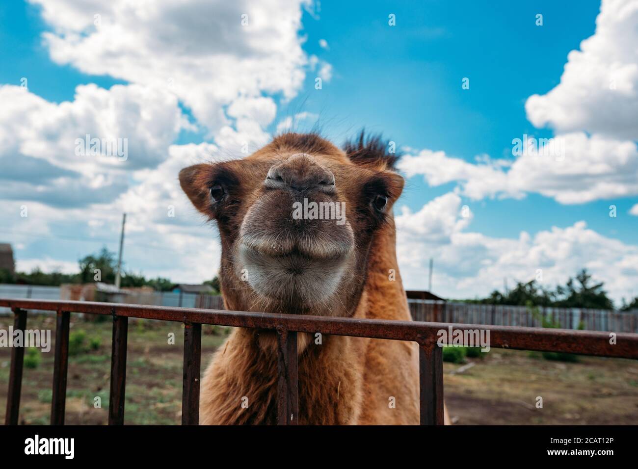 Museau de chameau de bactrian, vue rapprochée Banque D'Images