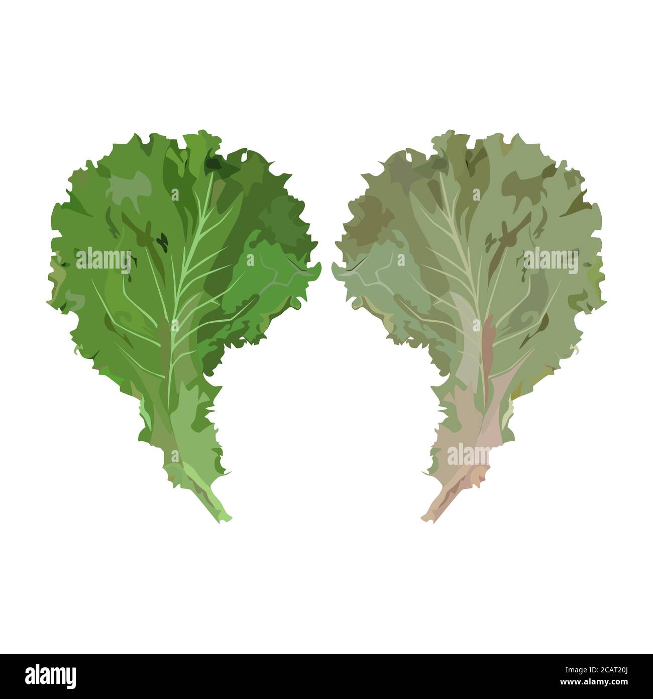 Feuilles de laitue verte fraîche, illustration vectorielle. Légume feuille biologique, ingrédient de salade. Illustration de Vecteur