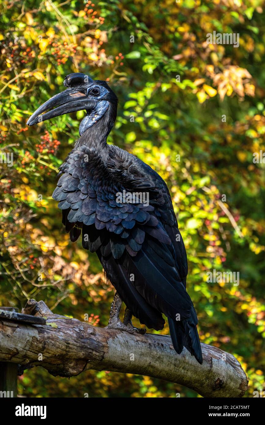 Le nord de l'Abyssinie, Bucorvus abyssinicus calao calao terrestre du nord ou est un oiseau africain, au nord de l'équateur, et c'est un o Banque D'Images