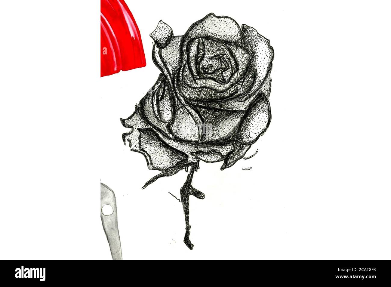 Dessin rose pointillé, pétales détaillés, fleur monochrome Banque D'Images