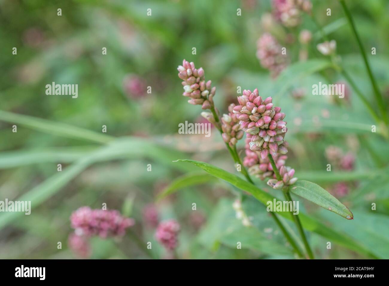 Fleurs roses de Redshank / Polygonum persicaria syn. Persicaria maculosa. Mauvaises herbes agricoles courantes autrefois utilisées comme plante médicinale dans l'herborisme Banque D'Images