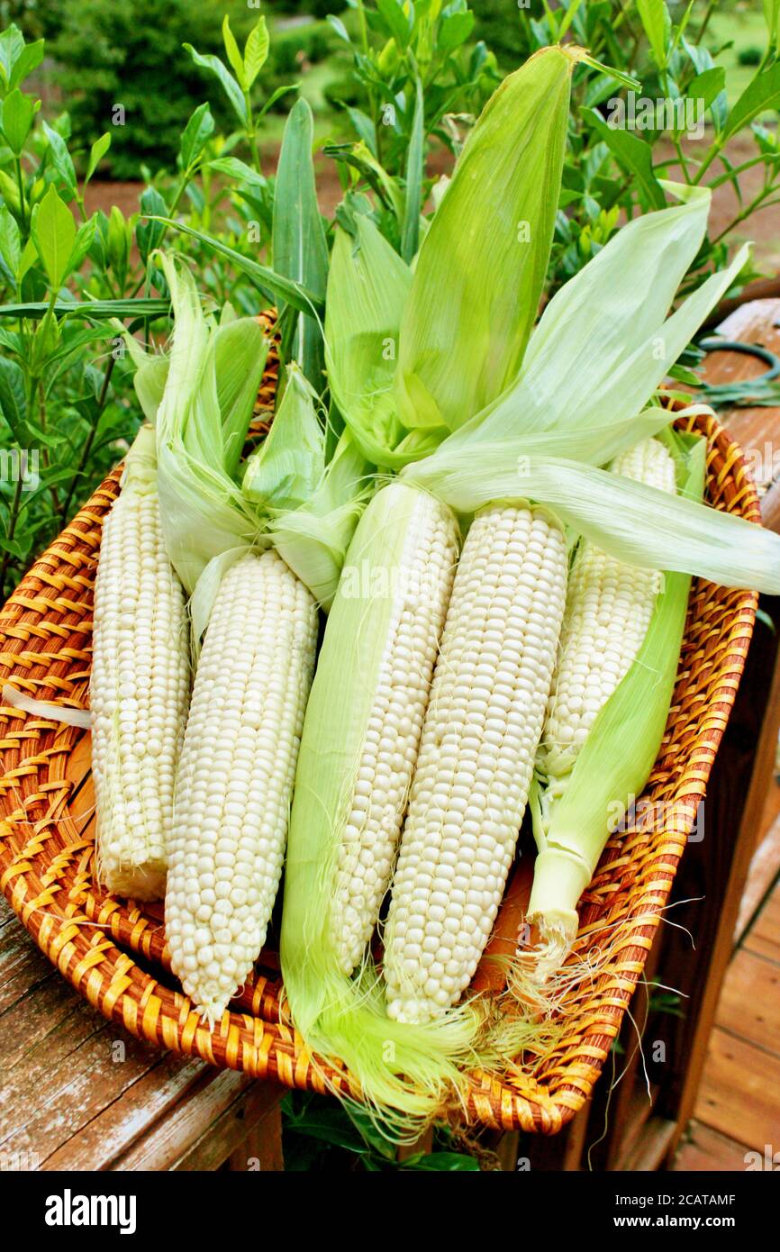 Maïs sur l'épi, fraîchement râpé et non cuit Banque D'Images