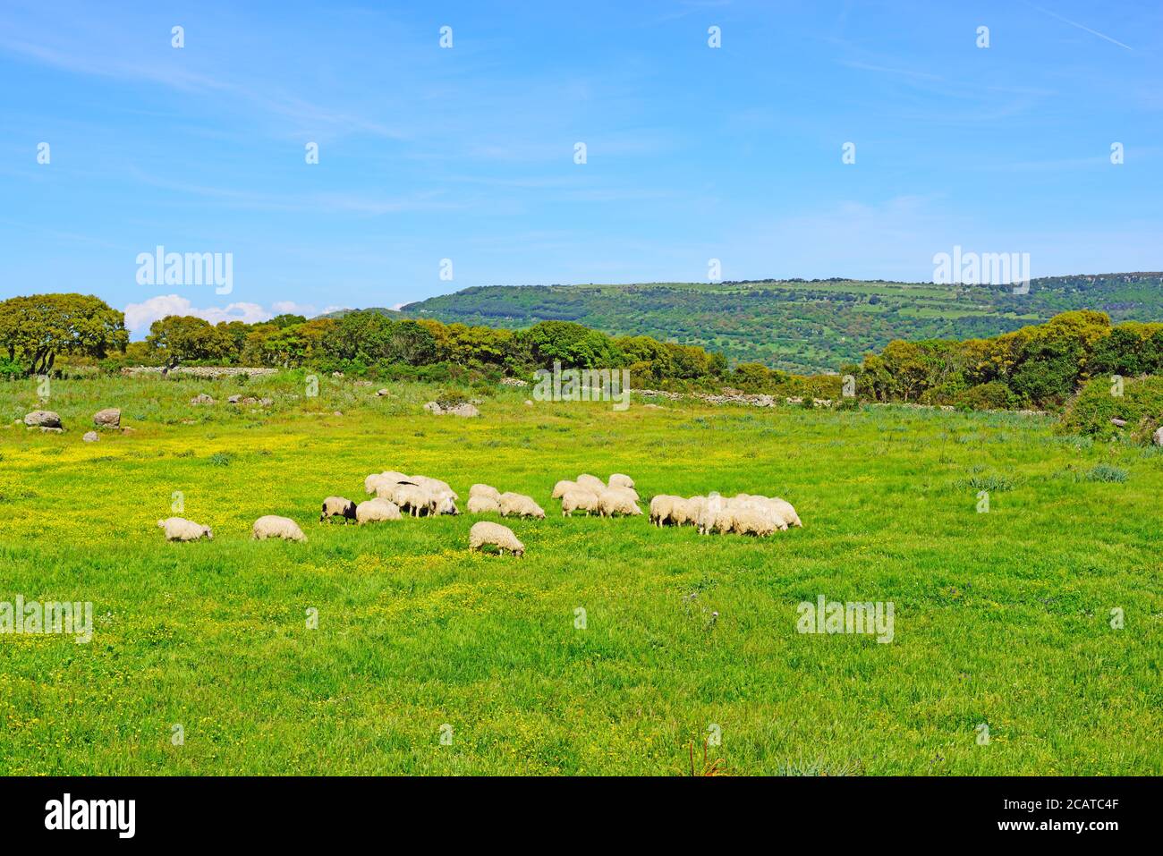 troupeau de moutons dans un champ vert et jaune Banque D'Images