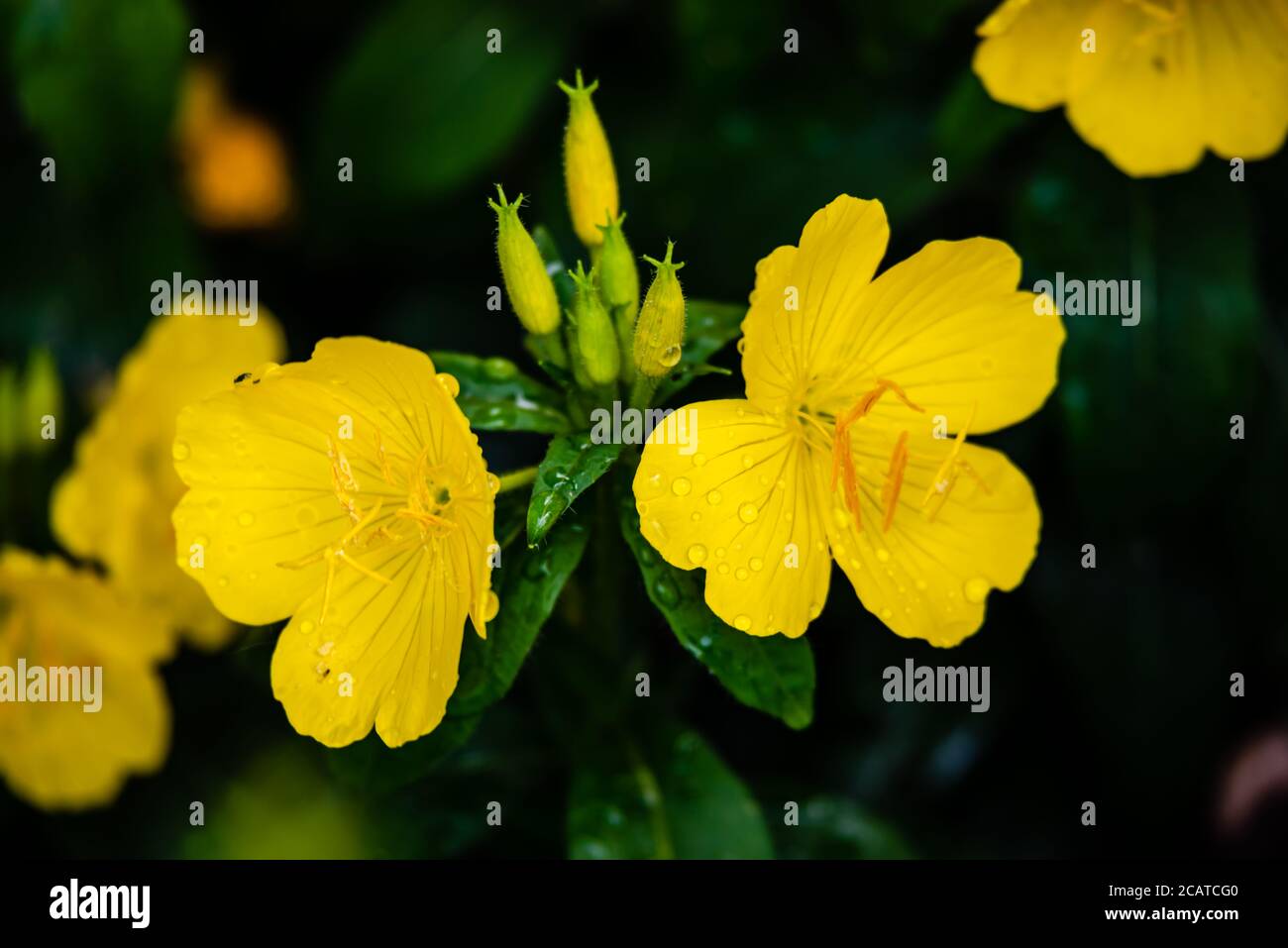 Fleurs de Sundrops dans le jardin Banque D'Images