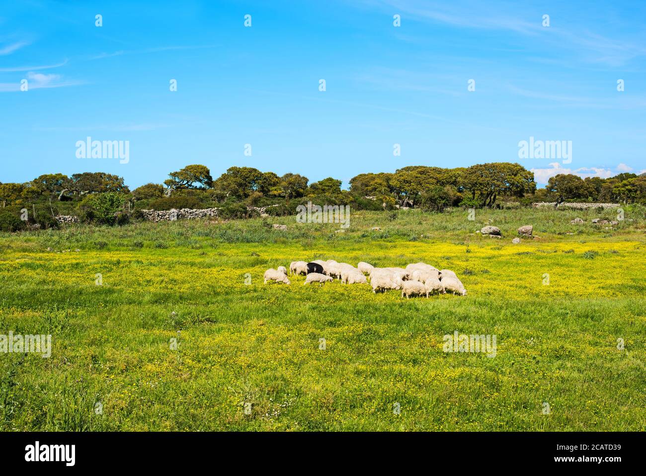 Petit troupeau de moutons dans un champ vert et jaune en Sardaigne, Italie Banque D'Images