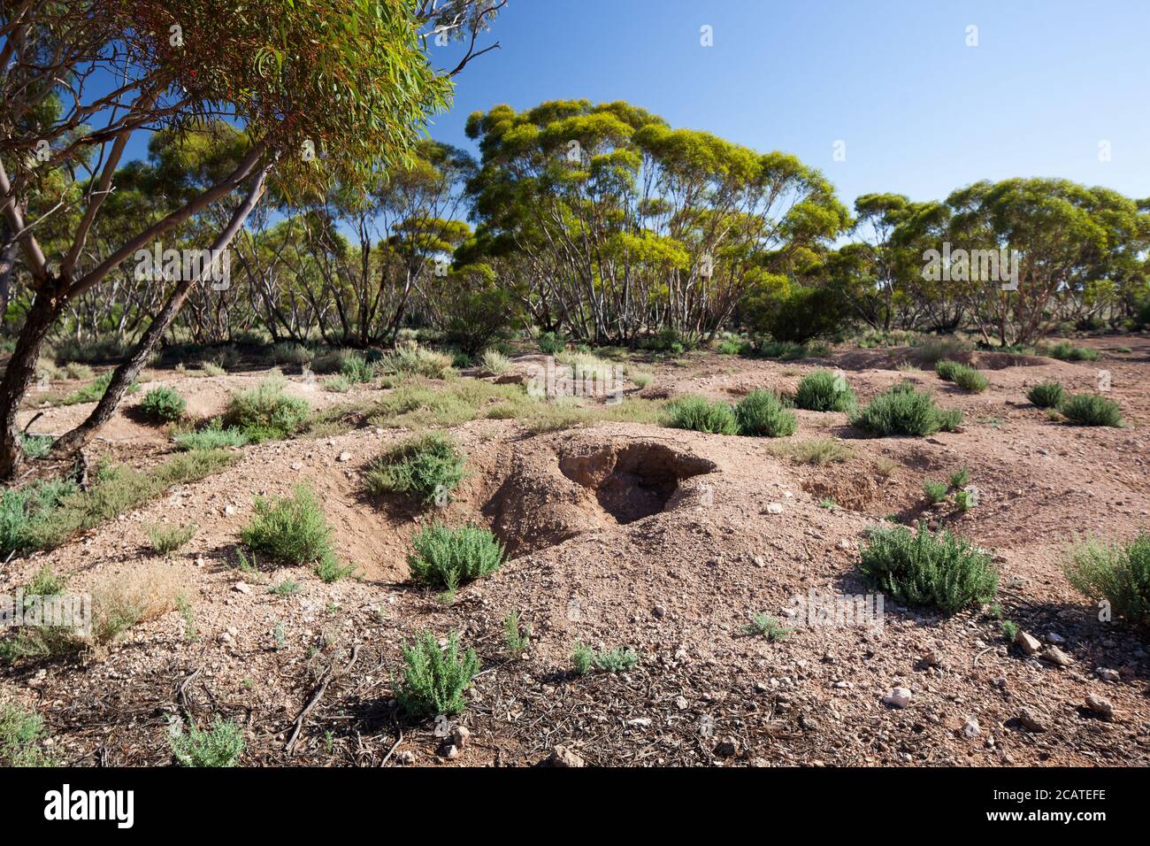 Wombat à tête sud (Lasiorhinus latifrons) warren. Mars 2011. Entwood Sanctuary. Sandleton. Murraylands. Australie méridionale. Australie. Banque D'Images