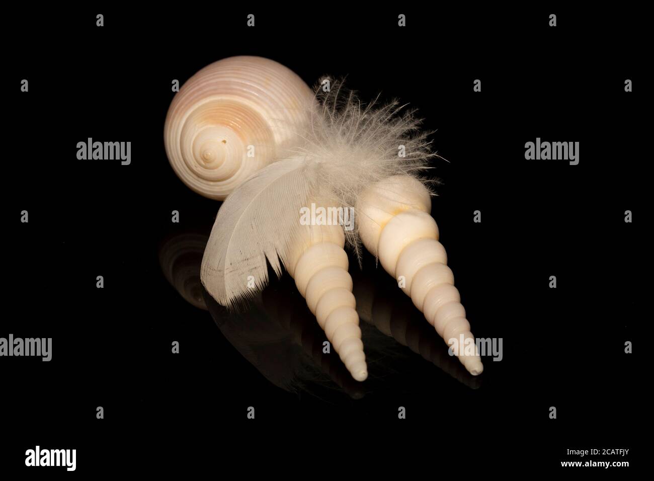 Coquillages et plumes d'oiseau Banque D'Images