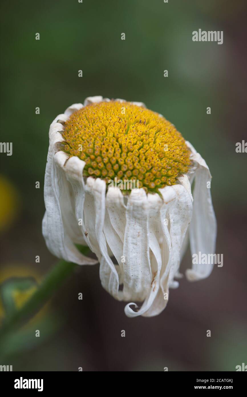 Une fleur de Marguerite en train de mourir. Banque D'Images