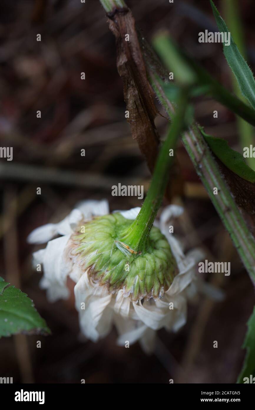 Une fleur de Marguerite en train de mourir. Banque D'Images