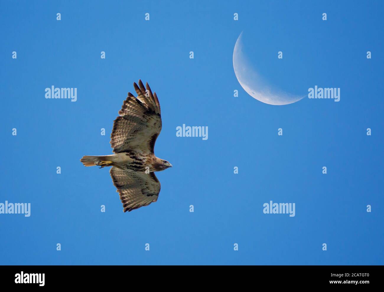 Un faucon à queue rouge s'élève sous un croissant de lune dans un ciel bleu tôt le matin. Banque D'Images
