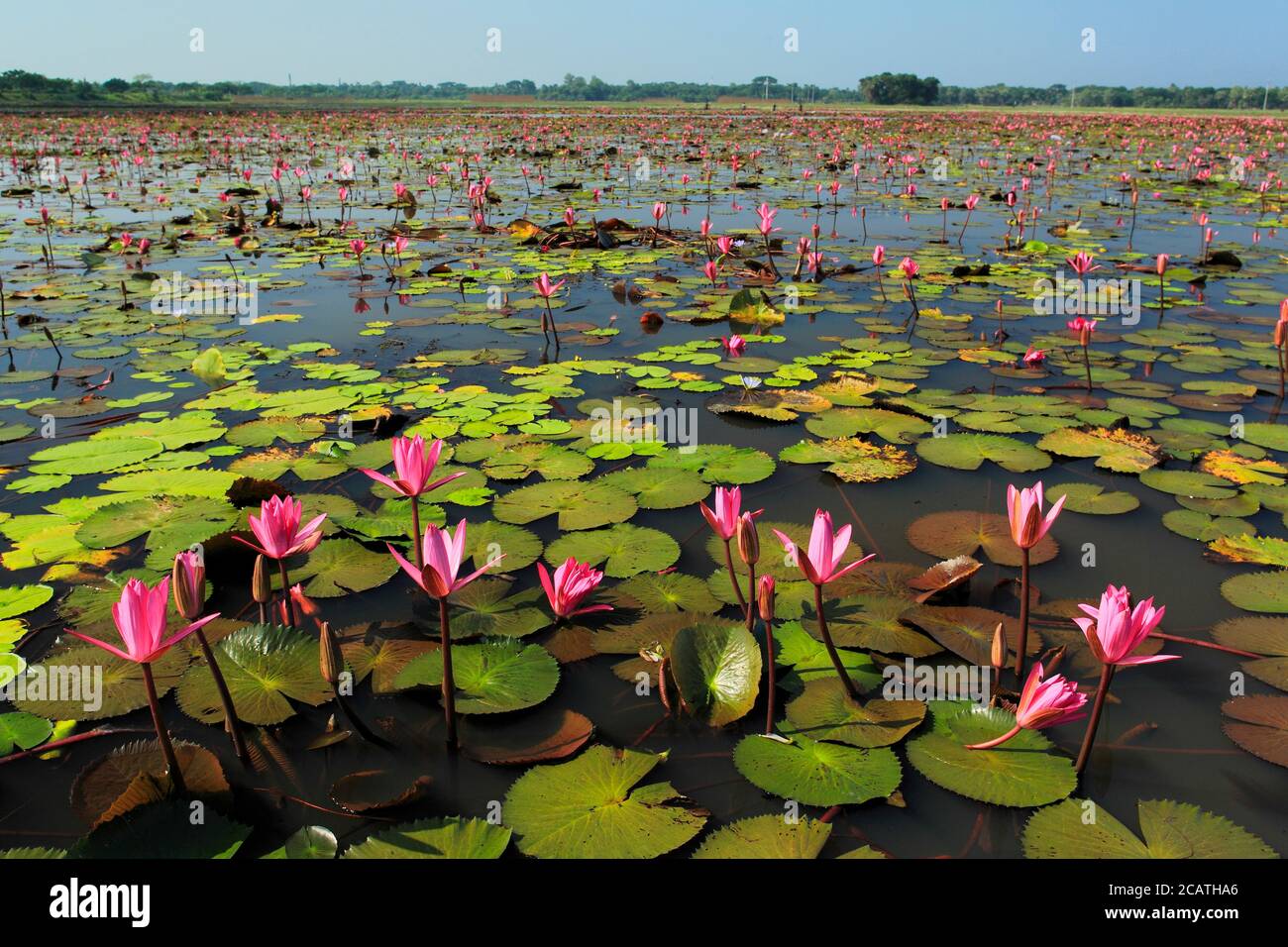 Photo de stock - le Lotus, Nelumbo nucifera, localement connu sous le nom de 'Padma', est une plante aquatique nymphée, trouvée dans les basses terres du Bangladesh. Banque D'Images