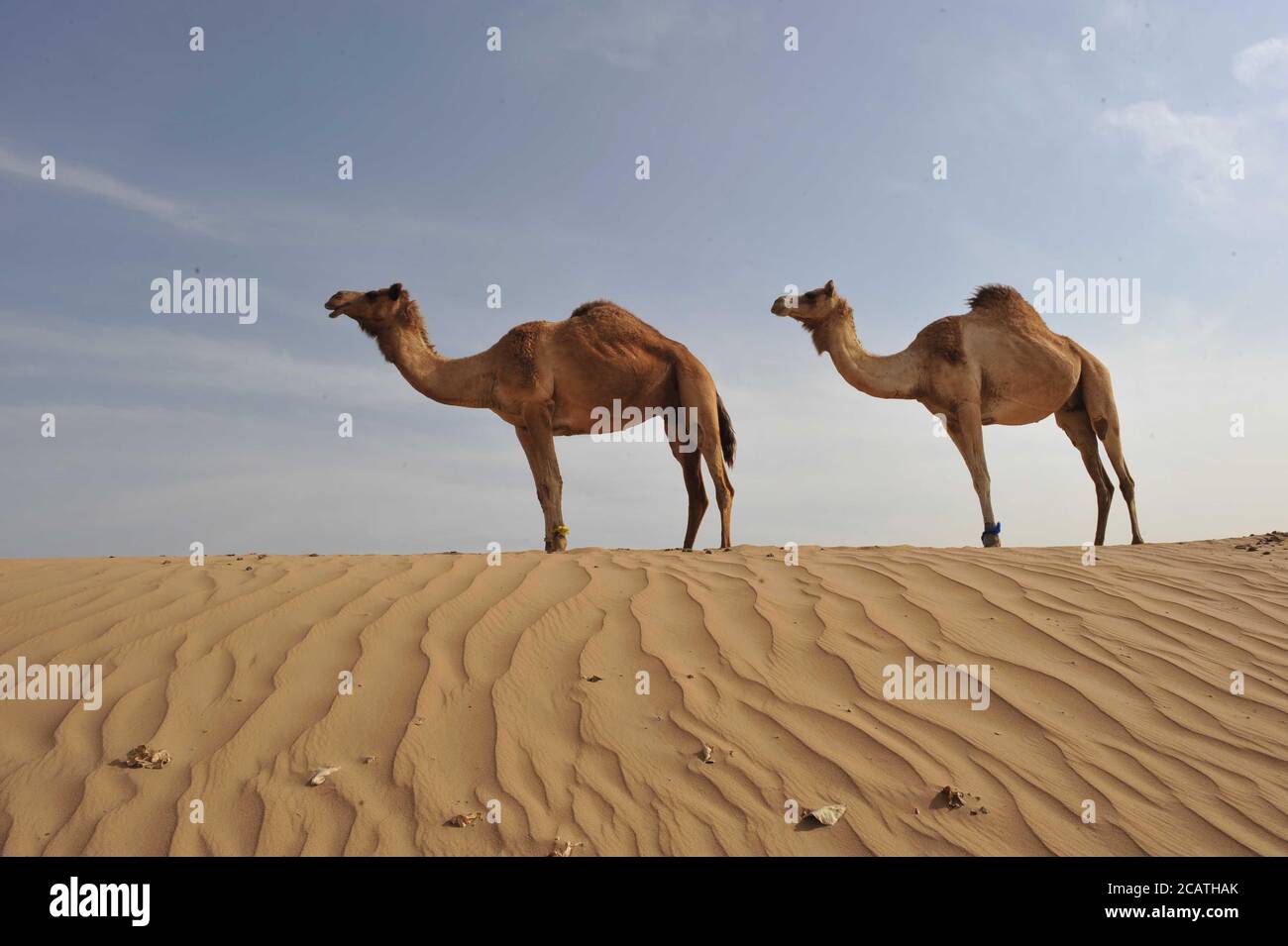 Arabian deux chameaux debout dans une rangée, Jaisalmer, Rajasthan, Inde, photo de stock haute résolution. Banque D'Images