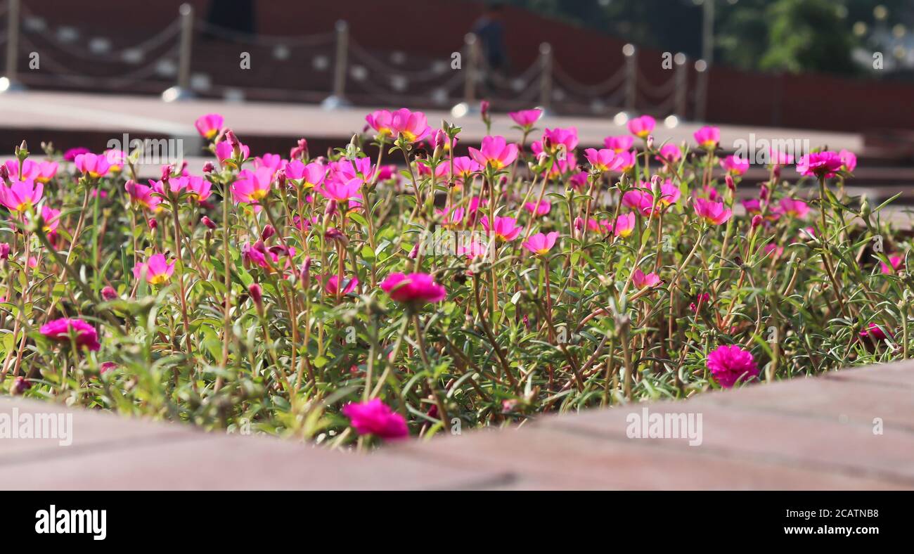 Bouquets de plantes de Portulaca Blooming au parc de Hadis, avec vue naturelle. Banque D'Images