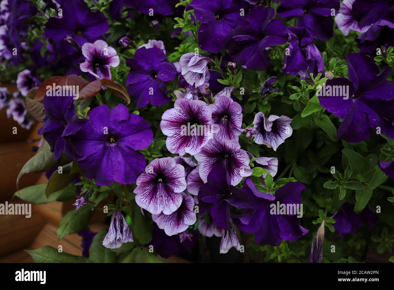 Pétunia dans le jardin. Violet, rose, blanc fleurs de près. Décoration de fenêtres à l'extérieur sur le fond d'une maison en bois Banque D'Images