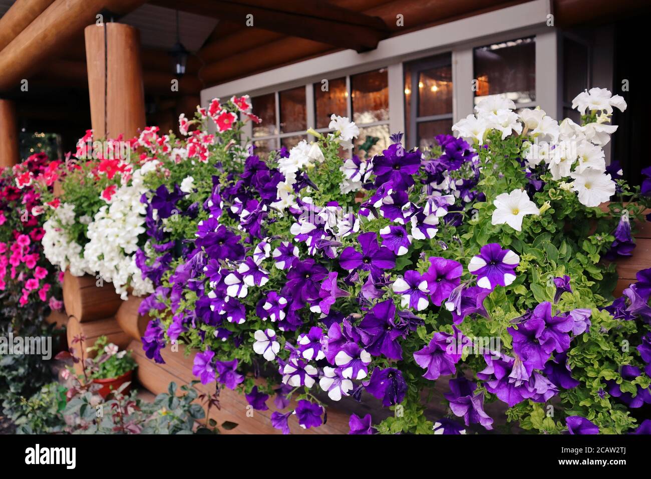 Petunia sur la terrasse d'une maison en bois. Fleurs violettes, blanches, roses. Décoration de fenêtres à l'extérieur sur le fond d'une maison en bois Banque D'Images