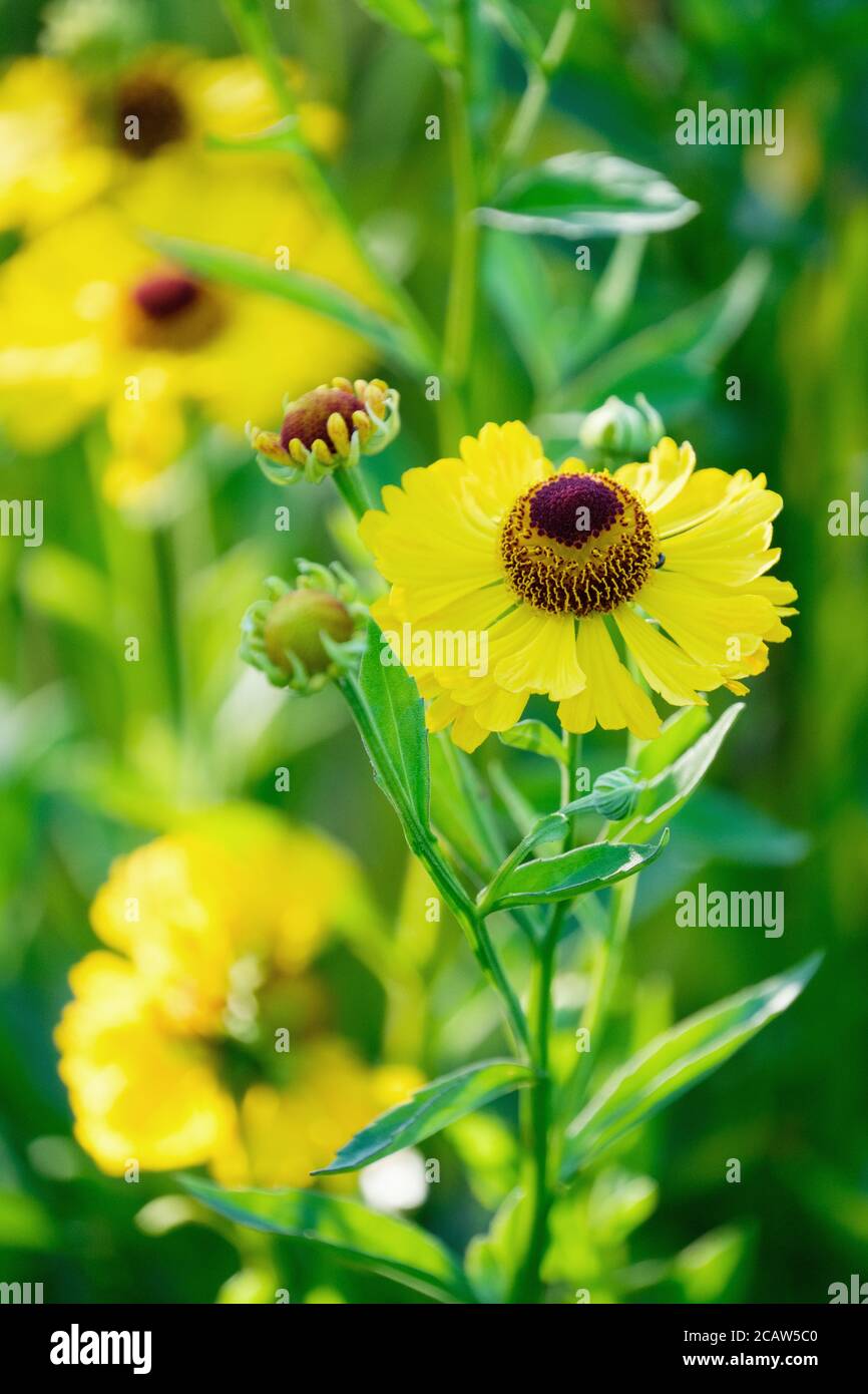 Les fleurs jaunes de Helenium 'Riverton Beauty' Sneezeweed 'Riverton Beauty' éternuent Mauvaise herbe « Riverton Beauty » à la fin de l'été Banque D'Images