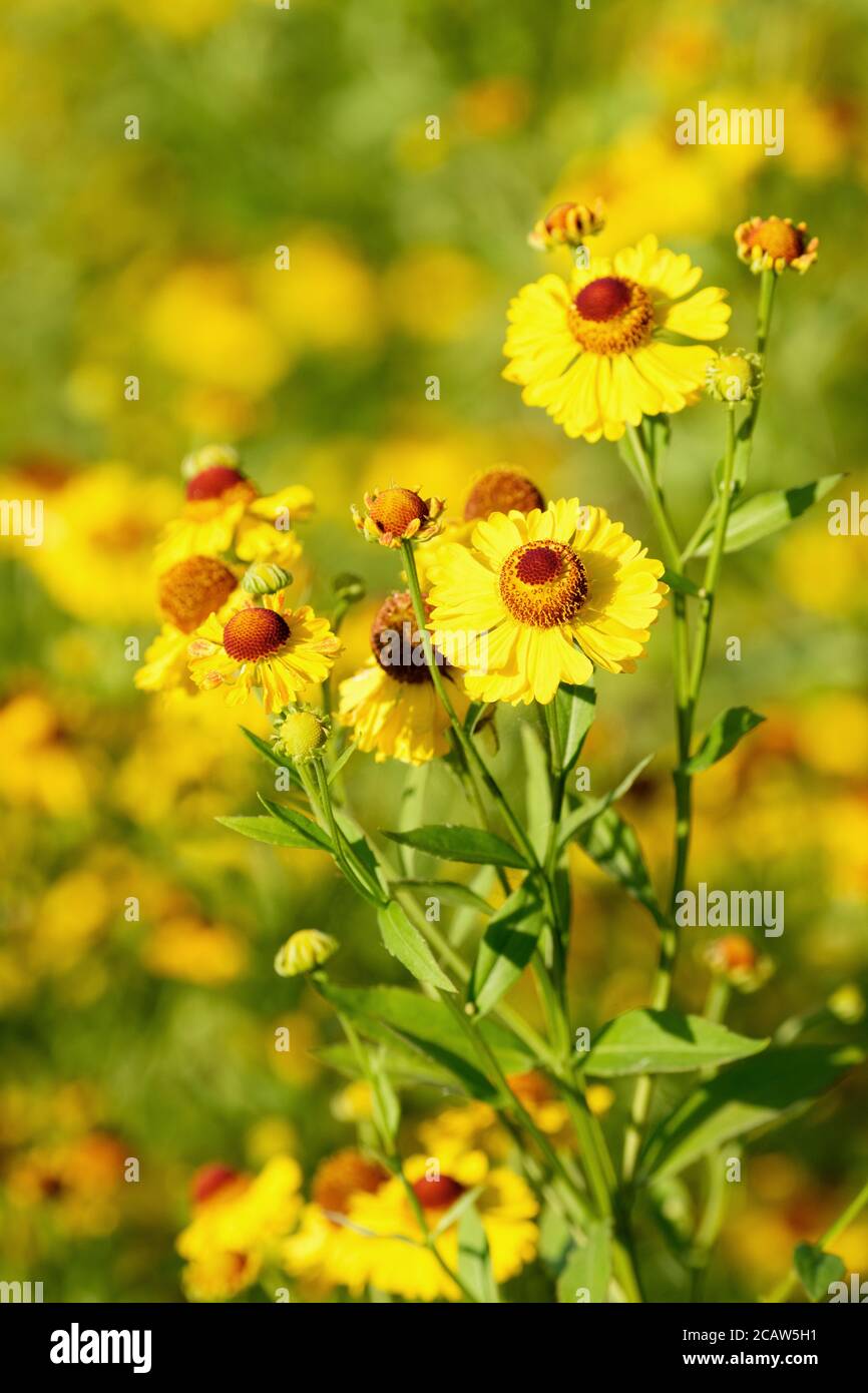 Les fleurs jaunes de Helenium 'Riverton Beauty' Sneezeweed 'Riverton Beauty' éternuent Mauvaise herbe « Riverton Beauty » à la fin de l'été Banque D'Images